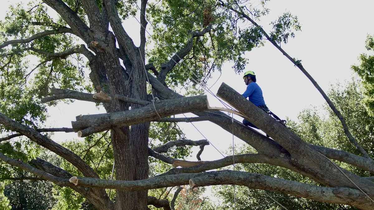Professional Crown Thinning performed by certified arborists in Wynnewood