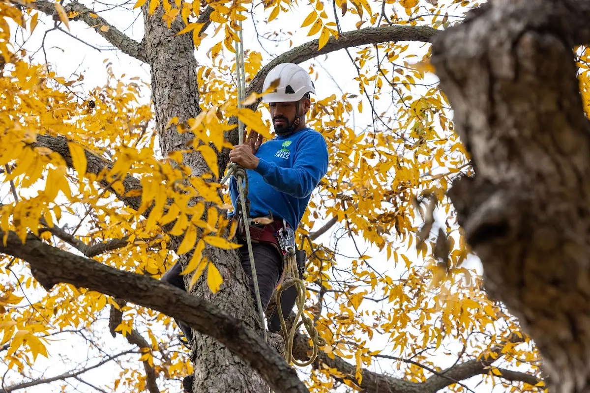Skilled Tree Planting crew working in Wynnewood